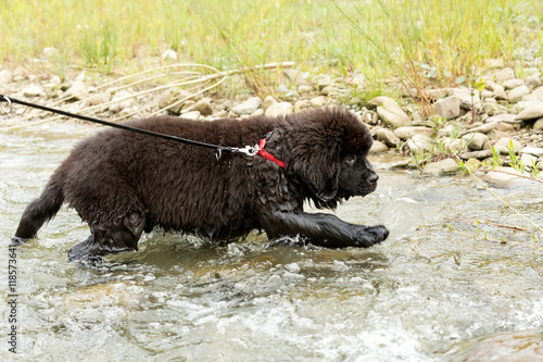 Fototapeta Naklejka Na Ścianę i Meble -  Newfoundland puppy enjoys having fun in the river, shallow depth