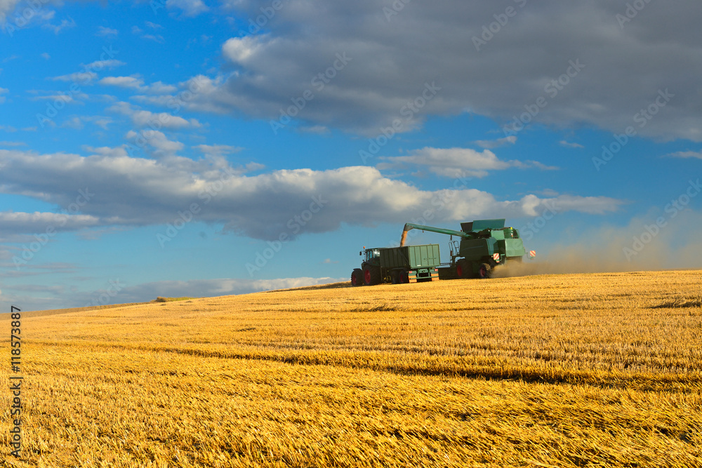 Obraz premium Combine Harvester Cutting Crops and Unloading Grain into Tractor Trailer, Summer Field Landscape under blue sky