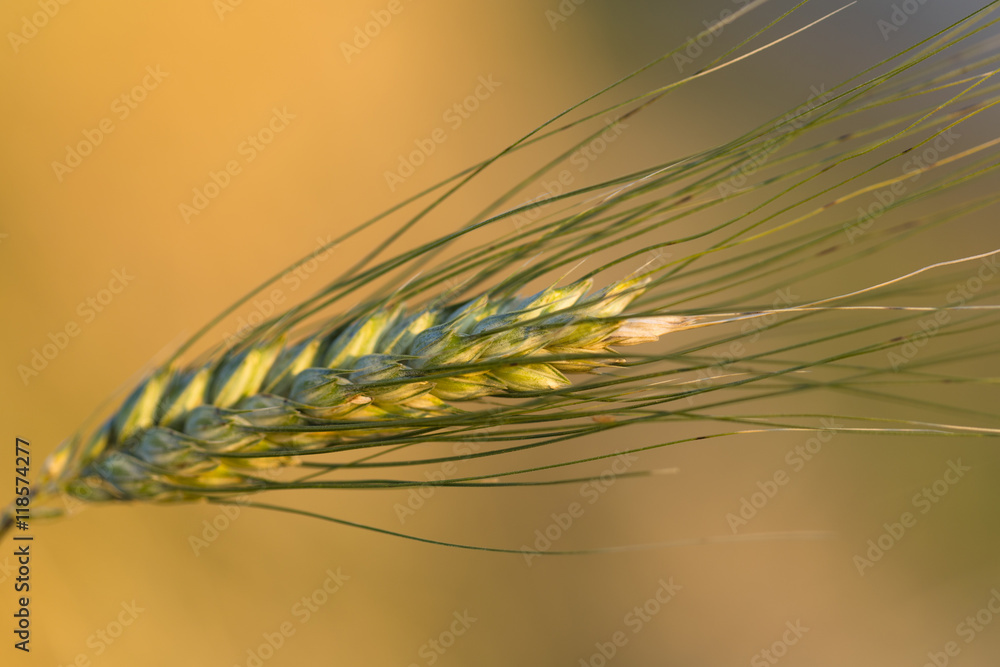 Close up of golden barley at sunset summer day Close up of golden barley at sunset summer day