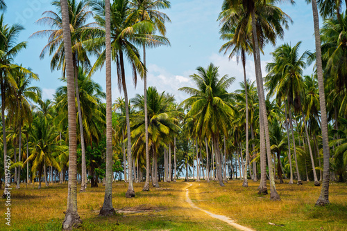 Exotic coconut palms summer landscape. Way to the beach. Summer vacation landscape