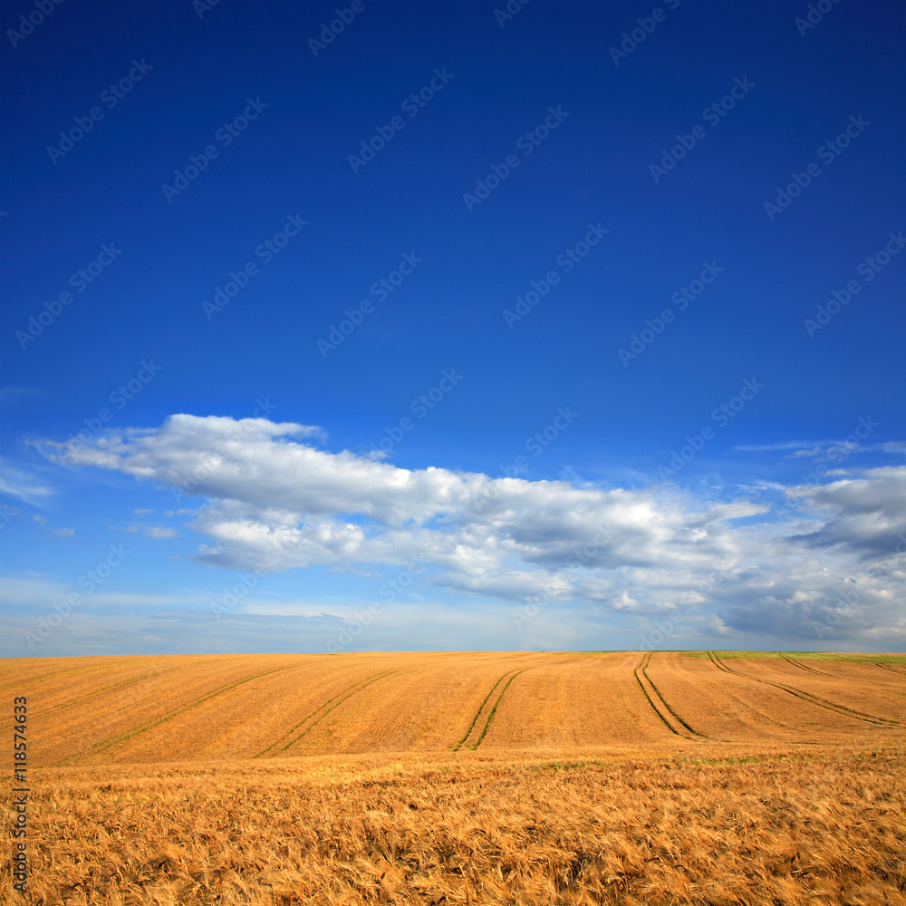 Fields of Ripe Barley Crops, Summer Landscape under Blue Sky Fields of Ripe Barley Crops, Summer Landscape under Blue Sky