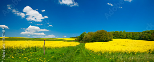 Panoramic Spring Landscape with Fields of Oilseed Rape in Bloom under Blue Sky