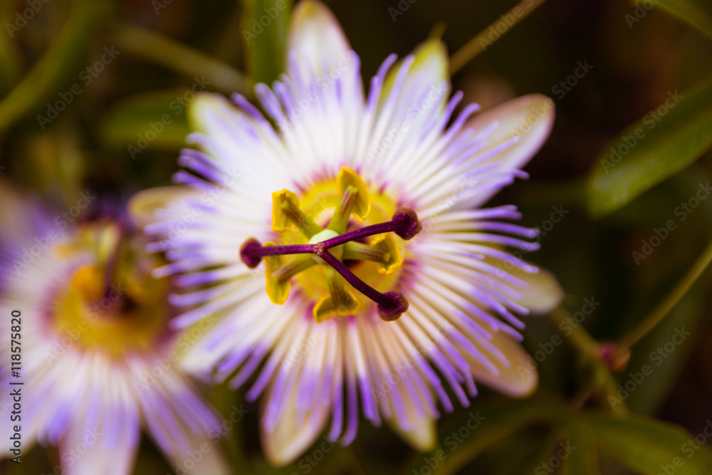 unusual flower unusual flower