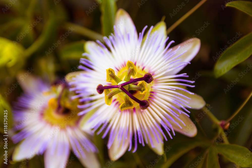 Obraz premium unusual flower
