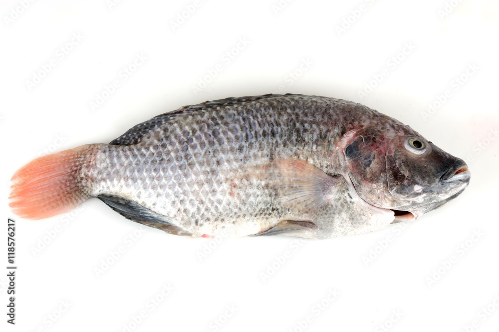 fresh processed tilapia fish isolated, on white background fresh processed tilapia fish isolated, on white background