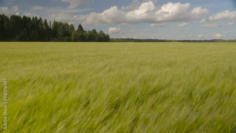 Great landscape view of the wide barley field seen the green barley plants waving on the windy air with the trees on the back on a blue sky with white clouds Great landscape view of the wide barley field seen the green barley plants waving on the windy air with the trees on the back on a blue sky with white clouds