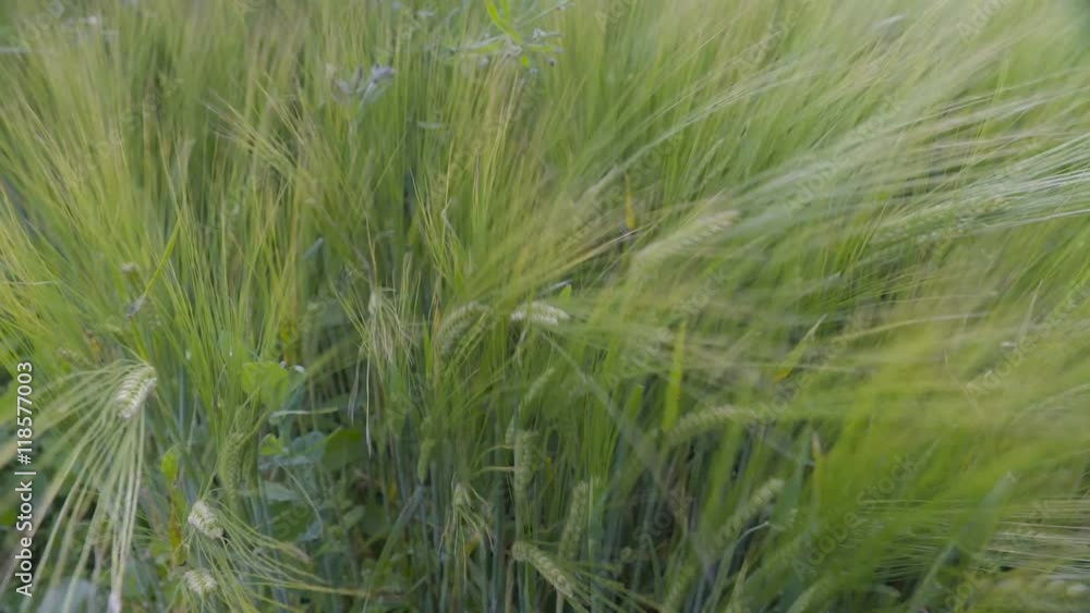 The plant of the green barley in a closer view its a tall thin plant with small green leaves The plant of the green barley in a closer view its a tall thin plant with small green leaves