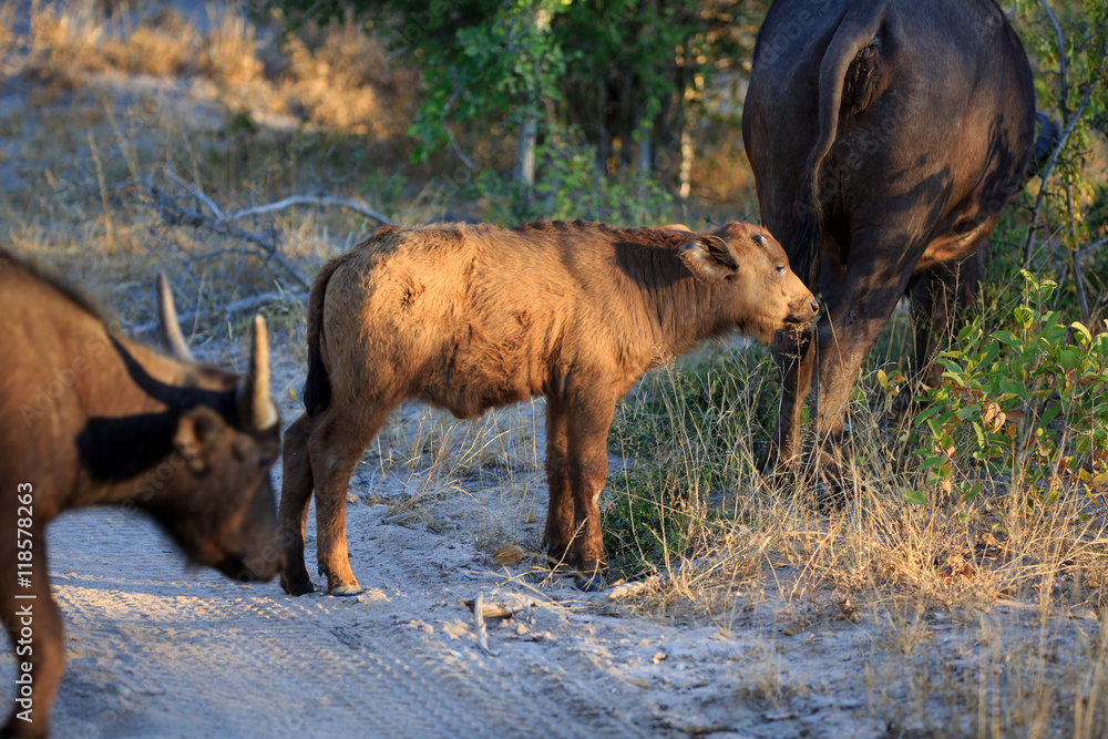 Fototapeta premium Büffelkalb
