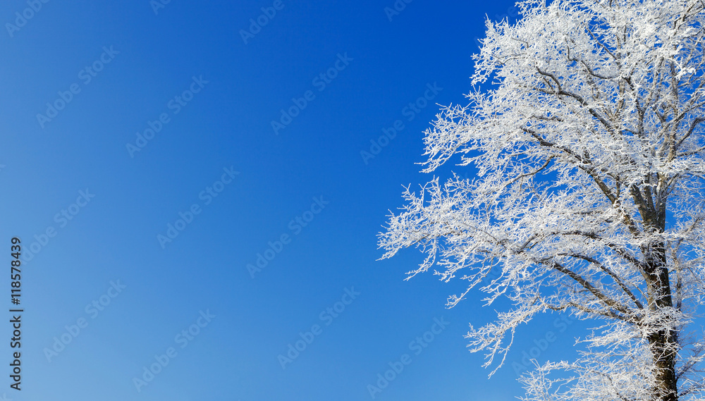 the trees are covered with snow and hoar frost.
copy space the trees are covered with snow and hoar frost.
copy space
