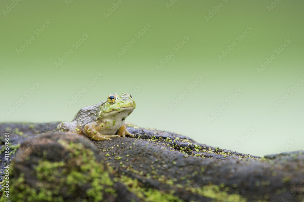 A medium sized green frog sits on top of a log covered in duckweed with a smooth green background. A medium sized green frog sits on top of a log covered in duckweed with a smooth green background.
