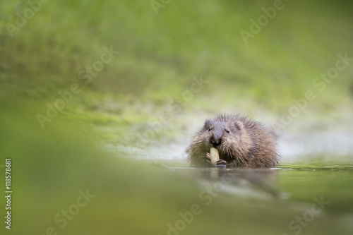 A Muskrat sits in the shallow water eating some aquatic vegetation on a warm overcast summer morning.