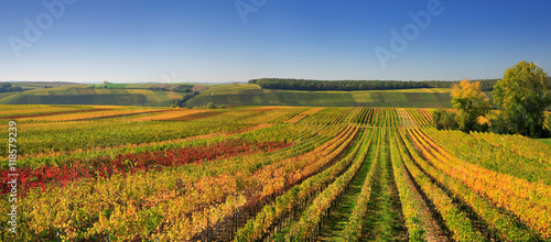 Colourful Vineyards in Autumn  Leaves changing Colour