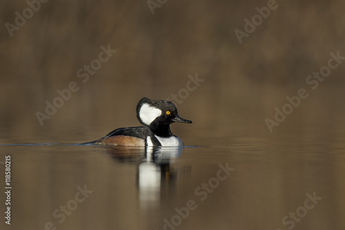 A male Hooded Merganser swims along a pond on a sunny and calm winter morning.