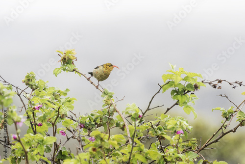 A colorful juvenile Iiwi is perched on a tropical flowering plant on a very foggy day. photo