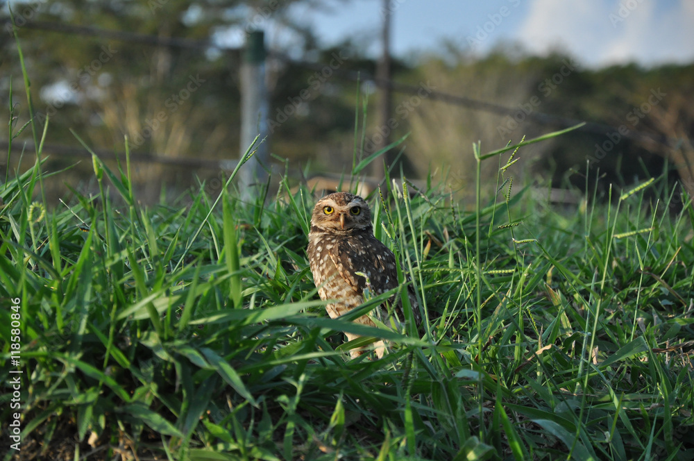 Owl staring at a park Owl staring at a park