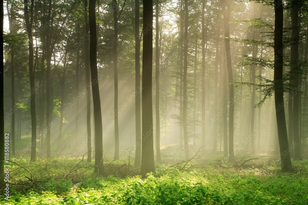 Fototapeta premium Natural Forest of Beech Trees illuminated by Sunbeams throug Fog