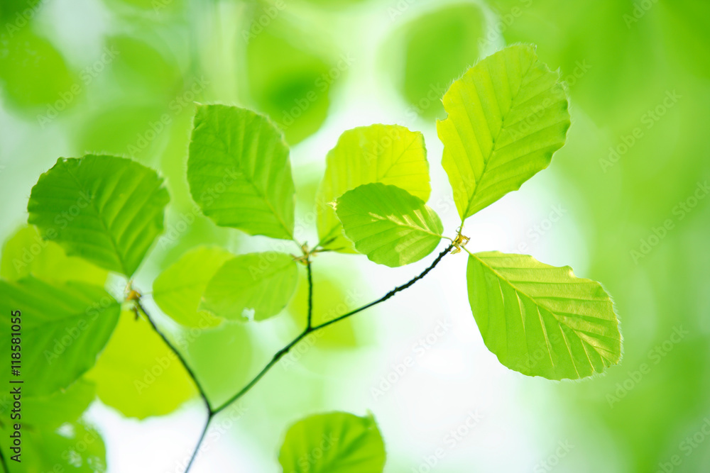 Beech Tree Twig, Fresh Green Leaves in Early Spring Beech Tree Twig, Fresh Green Leaves in Early Spring