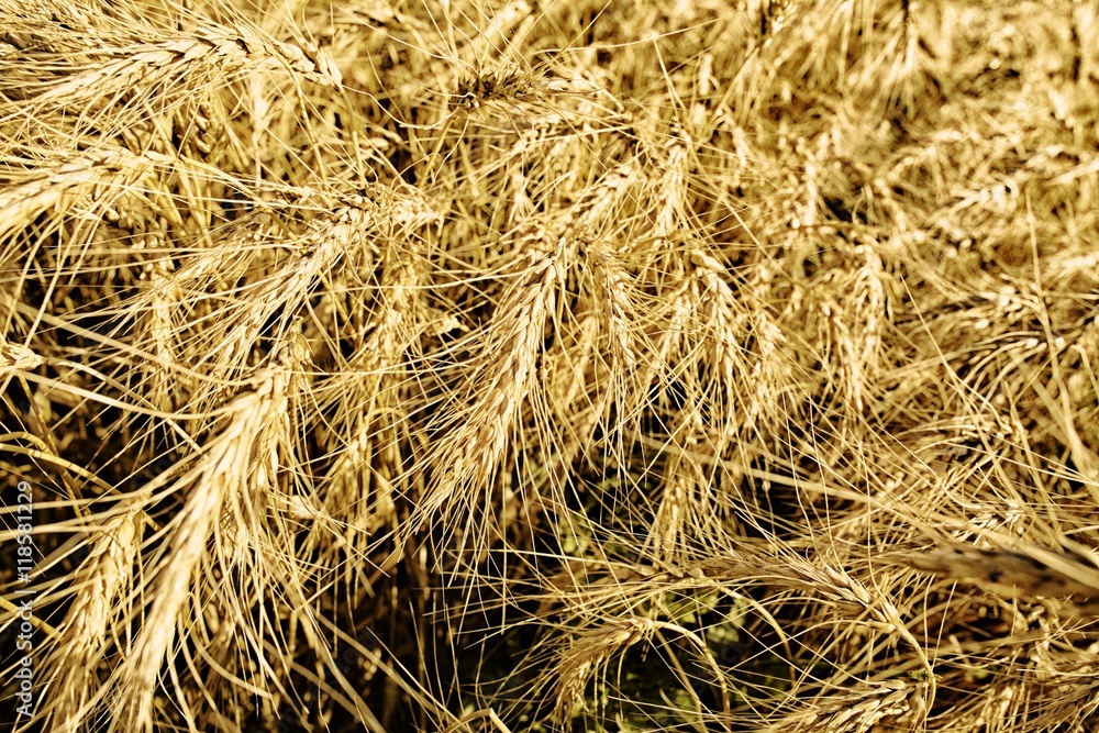 Grain field of wheat before harvest Grain field of wheat before harvest