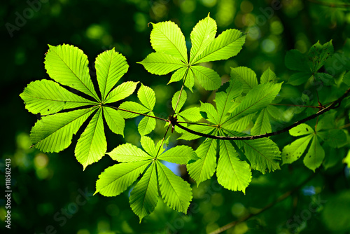 Foto Chestnut Tree Twig, Fresh Green Leaves in Early Spring, selective focus