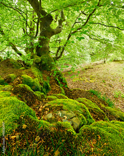 Gnarled Old Beech Tree on Moss Covered Rocks in Wild Natural Forest