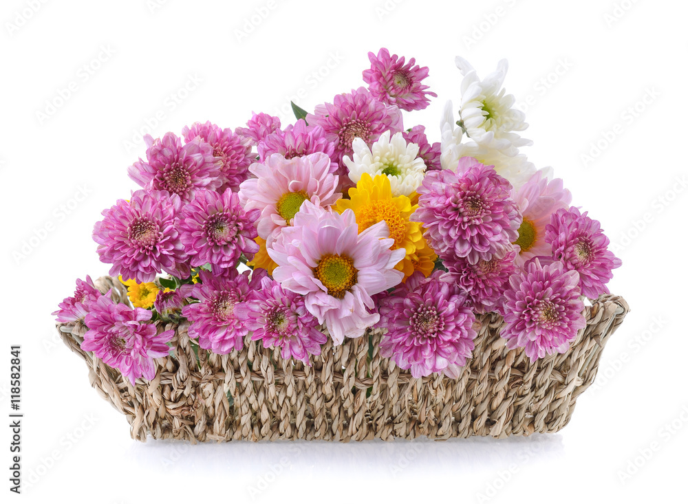 Obraz premium chrysanthemums in basket on white background
