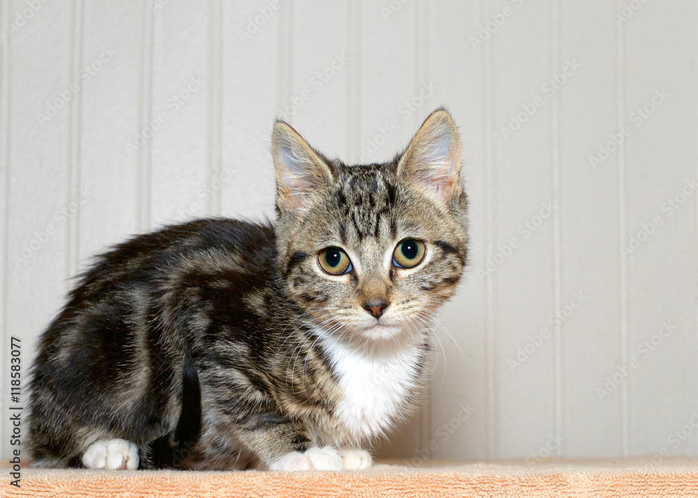 gray and black striped tabby kitten with white chest and paws crouched down looking over viewers left shoulder off in the distance, concerned anxious look in eyes.