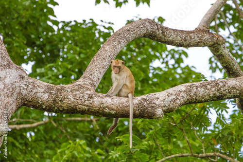Close up Monkey on tree