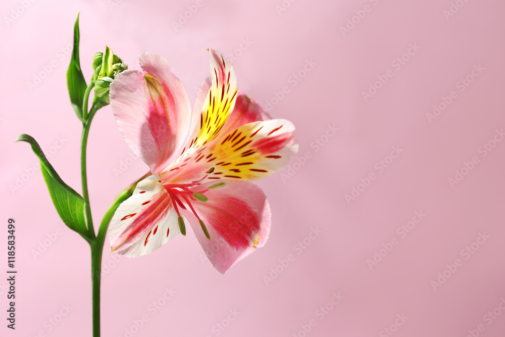 Alstroemeria on pink background