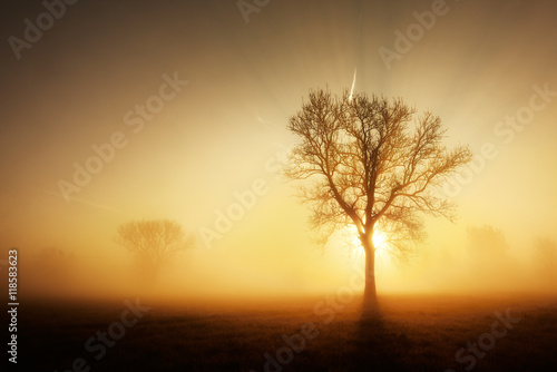 Solitary Tree on Meadow in Dense Fog at Sunrise