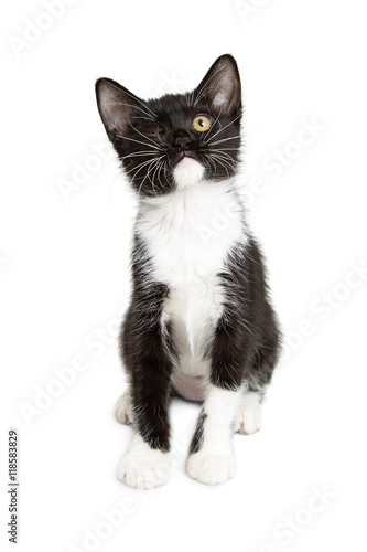 One-eyed Kitten on White Background