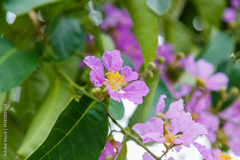 Beautiful Pink flower (Lagerstroemia floribunda flower)
Beautiful Pink flower (Lagerstroemia floribunda flower)