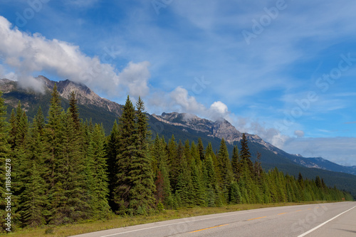 Banff National Park-Alberta, Canada. This is a view of one of the millions of evergreen trees that line the highways of Canada.