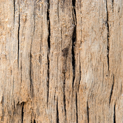 old wood texture