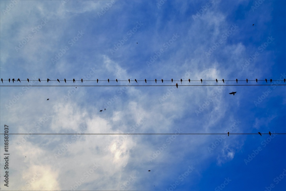 Birds lined up on a telephone lines against blue sky
