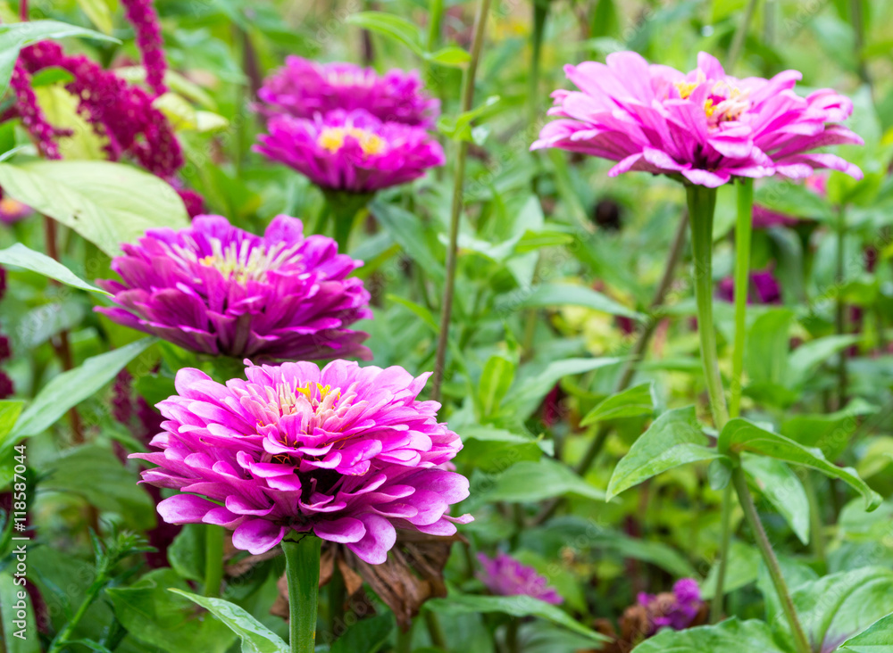 Beautiful flower garden Beautiful flower garden