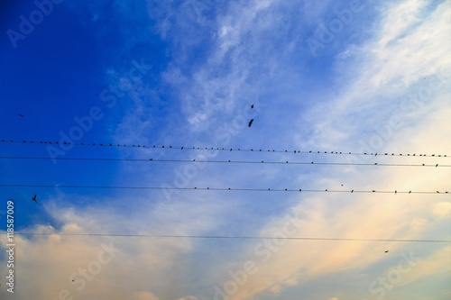 Birds lined up on a telephone lines against blue sky
