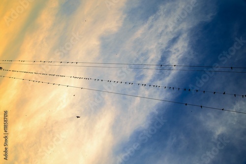 Birds lined up on a telephone lines against blue sky
