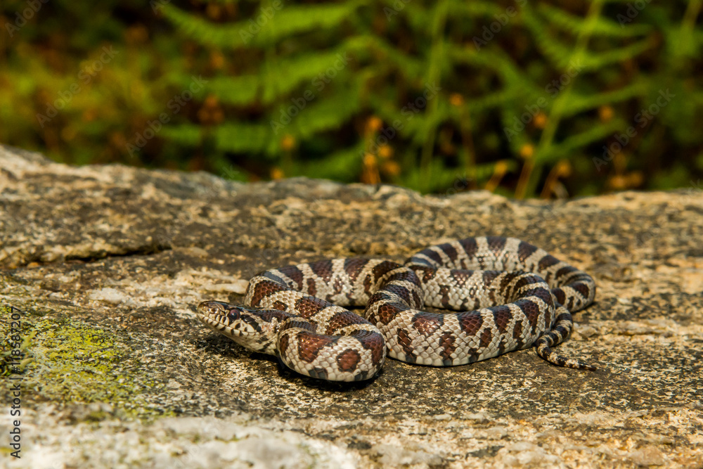 Obraz premium An Eastern Milk Snake in the wild.