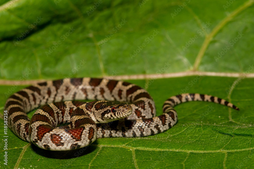 Naklejka premium A close up of an Eastern Milk Snake.