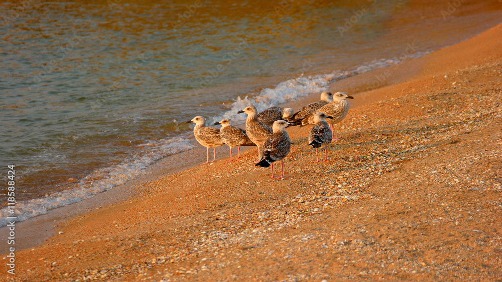 Obraz premium Seagulls On the Shore of the Sea Sunset Sunlight.