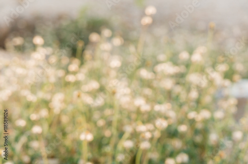 Blur grass flower on sunset