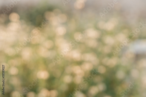 Blur grass flower on sunset