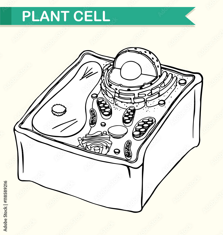 Diagram showing plant cell Stock Vector | Adobe Stock