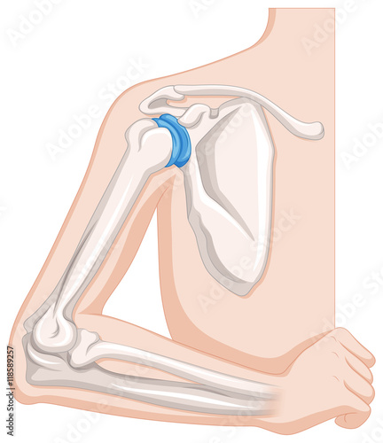 Diagram showing human elbow joints