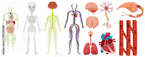 Different systems in human body