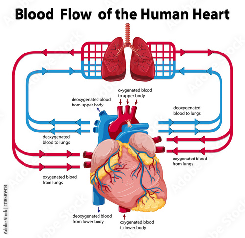 Diagram showing blood flow of human heart