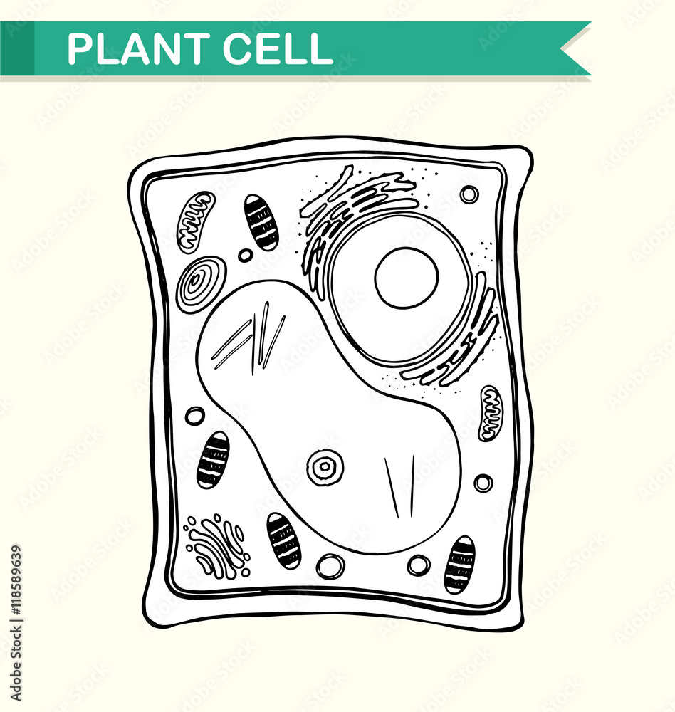 Diagram showing plant cell in black and white Stock Vector | Adobe Stock