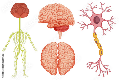 Human brain and stem cell