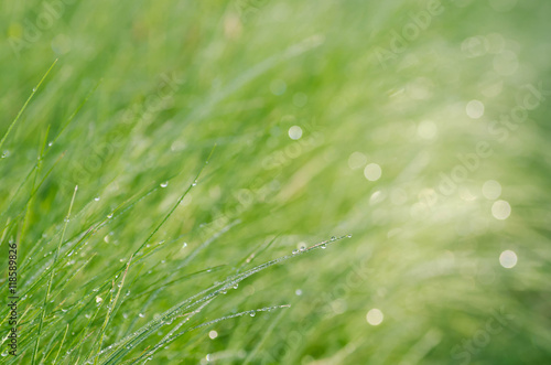 water drops on grass selective focus