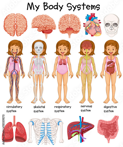 Human body systems diagram